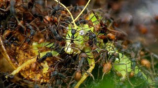 The World War of the Ants – The Army Ant [upl. by Amsirak882]