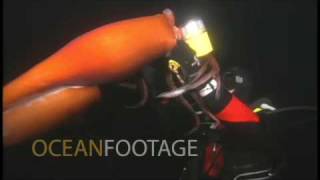 Humboldt Squid Attacks Holds onto Diver [upl. by Sirc]