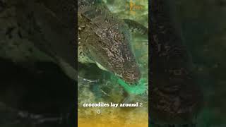 Crocodiles Lay Eggs Or Give Birth [upl. by Naerad]