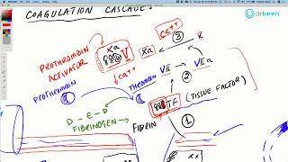 COVID19 Insights Hypercoagulability Clotting  Part 2 Coagulation cascade [upl. by Ezalb178]