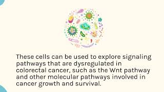 KM12 Xenograft Model [upl. by Twitt187]