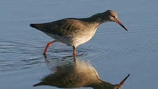 BTO Bird ID  Common shanks [upl. by Anazraf]