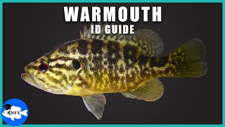 Warmouth Lepomis gulosus Identification  How to Identify the Warmouth [upl. by Chiquia84]