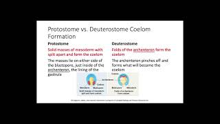 Protostomes vs Deuterostomes [upl. by Fanchon]