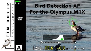 Bird Detection AF For Olympus M1X [upl. by Eyks]