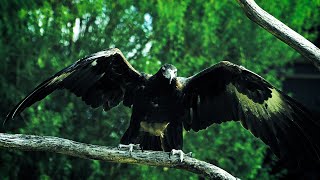 AUSTRALIAS LARGEST BIRD OF PREY  WEDGETAILED EAGLE 🦅  601993 [upl. by Florette227]