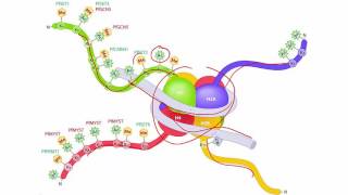 Molecular Biology Basics Lesson 6  Chromatin remodeling [upl. by Orravan]