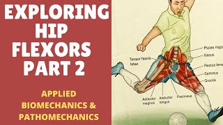 HIP FLEXORS ILIACUS RECTUSSARTORIUS amp TFL BIOMECHANICS amp PATHOMECHANICS PART 2 [upl. by Vas]