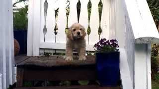 Cute american cocker spaniel puppy barking [upl. by Ahsemit]