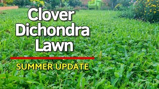 Clover and Dichondra Lawn  Summer Update June 2024  Lawncare and Landscape Maintenance [upl. by Rhea]