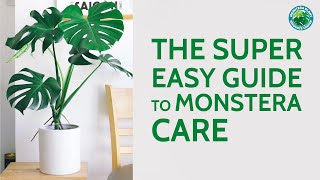 The Super Easy Guide to Monstera Care  Houseplant Resource Center [upl. by Sholes246]