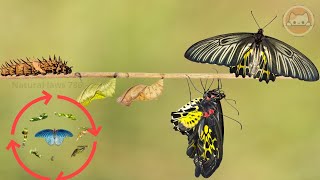 Life Cycle Of A Butterfly From Eggs To Full Grown Butterflies Natural laws 786 [upl. by Milore]