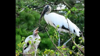 Wood Stork Feeds Hungry Baby Regurgitated Food [upl. by Squire594]