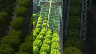 Amazing modern agriculture machine technology agriculture vegetables ag [upl. by Aicinad]