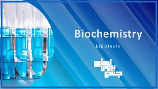 LipolysisLipid Metabolism 3  Bio  L24 [upl. by Irac]