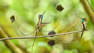 Marvelous Spatuletail Hummingbird mating dancing courtship display [upl. by Yesnnyl]