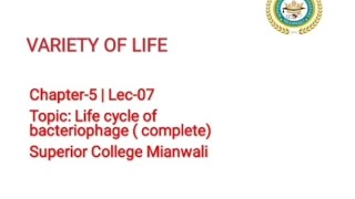 Lytic and Lysogenic Cycle of Bacteriophages  Life cycle of Bacteriophages 11 Class Biology [upl. by Ecikram696]