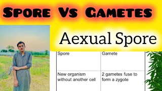 Differentiate Between Spore and Gametes Spore vs Gametes [upl. by Sinned]