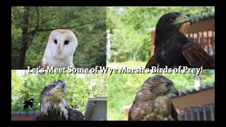 Virtual Birds of Prey at Wye Marsh [upl. by Emyam]