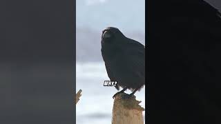 Why do crows collect shiny objects wildlife wildanimals crows [upl. by Orman449]