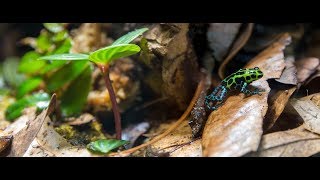 Ranitomeya variabilis quotsouthernquot poison dart frog calling and courting [upl. by Padraic]