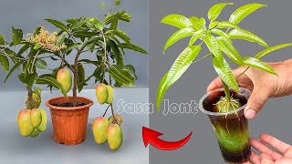 LIVE 🔴 propagation and care techniques for MANGO with garlic banana and coca garden mango [upl. by Galitea]