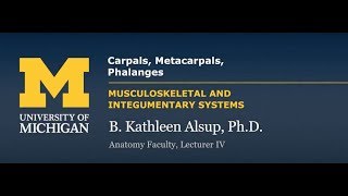 Skeletal System Upper Limb  Carpals Metacarpals Phalanges [upl. by Nohsreg990]