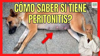 🆘 ¿CÓMO SABER SI MI PERRO TIENE PERITONITIS 🆘 Y ¿CÓMO TRATARLA [upl. by Osbourn]