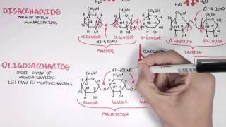 Biochemistry of Carbohydrates [upl. by Kylen]