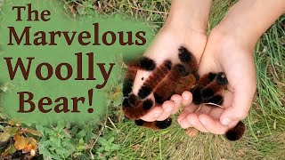 What Are Woolly Bears Woolly Worms [upl. by Ytiak]