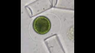 Green Algae Oedogonium Zoospores Being Released And Swimming [upl. by Drucill]