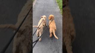 2 months old Labradoodle and Goldendoodle 😍 [upl. by Mattah610]