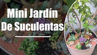 Plantando Suculentas en Árboles Frutales  Mini Jardín [upl. by Edalb]