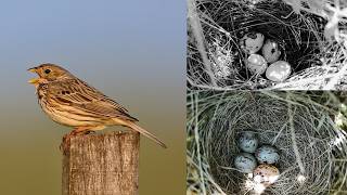 A Journey from Frustration to Fascination  Bird Nest Walk  Corn bunting and More [upl. by Lseil475]