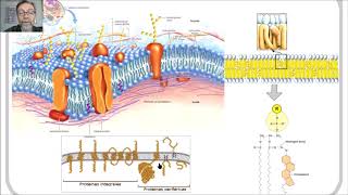 Membrana plasmática Estructura y funciones V26 [upl. by Attekahs591]