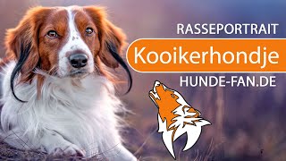 ► Kooikerhondje 2021 Rasse Aussehen amp Charakter [upl. by Torp]