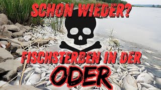 SCHON WIEDER FISCHSTERBEN in der ODER 2024 [upl. by Schubert]