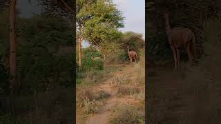 2 camels eating a food 🐪🐪🌳😍😍 shortvideopoetry youtubeshortsanimallover [upl. by Eibbob]