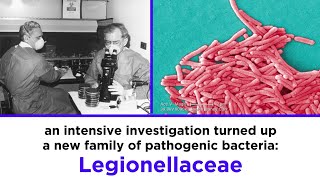 Legionnaires’ Disease Legionella pneumophila [upl. by Nixie]