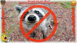 Real sounds that repel raccoons [upl. by Rediah682]