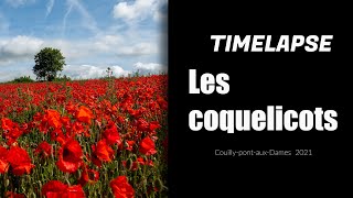 Champ de coquelicots de juin Coully pont aux dames [upl. by Packton]