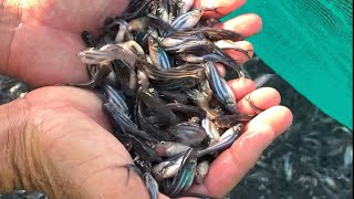 Baby Pangasius Catfish in Fish Farming I [upl. by Lilias768]