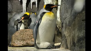 國王企鵝 Aptenodytes Patagonius King penguin [upl. by Aneeres]