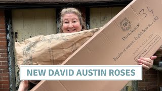 New David Austin Rose Haul  Pruning Yew Trees [upl. by Anikram]