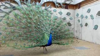 A blue peacock opening his tail up close to the camera HD [upl. by Nnylecoj510]