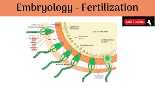 Embryology  The Fertilization  Events and Effects  Anatomy mbbs education [upl. by Melva]