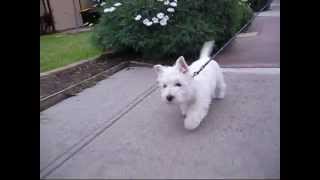 Rosie the Westie goes for a walk [upl. by Joline]