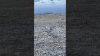 Sharptailed Grouse performing mating dance on a lek [upl. by Ttennej]