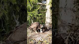 Hunting moments video of Common Buzzards nest with Drone in North of Iran wildlifebirds [upl. by Joris]