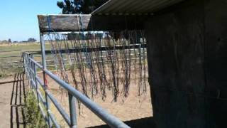 Horse Fly Help Using Hay String to help Horses with Flies and Mosquitoes  Rick Gore Horsemanship [upl. by Sofer]